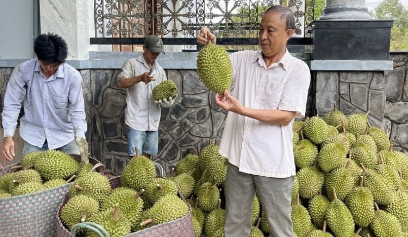Nhiều hộ trồng sầu riêng đã thu về hàng tỷ đồng trong năm 2022. Nhiều hộ trồng sầu riêng đã thu về hàng tỷ đồng trong năm 2022.