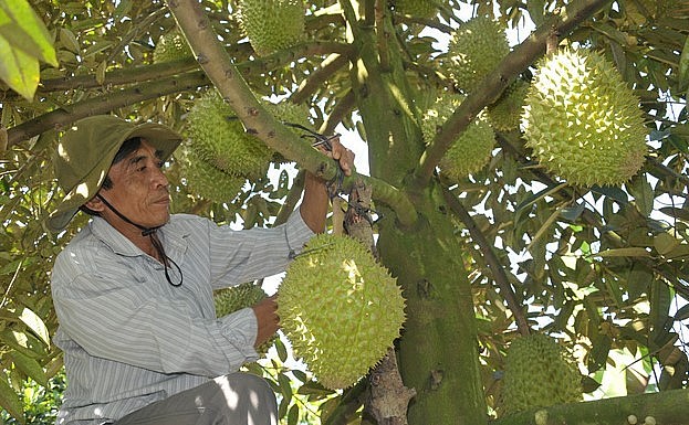Nhà vườn sầu riêng trúng lớn vì giá tăng kỷ lục đón một cái tết thịnh soạn. Nhà vườn sầu riêng trúng lớn vì giá tăng kỷ lục đón một cái tết thịnh soạn.