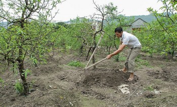 Cách trồng và chăm sóc đào sau Tết 10 cây sống cả 10