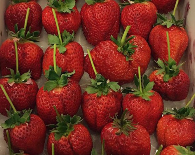 Dâu cánh quạt nhập từ Nhật Bản