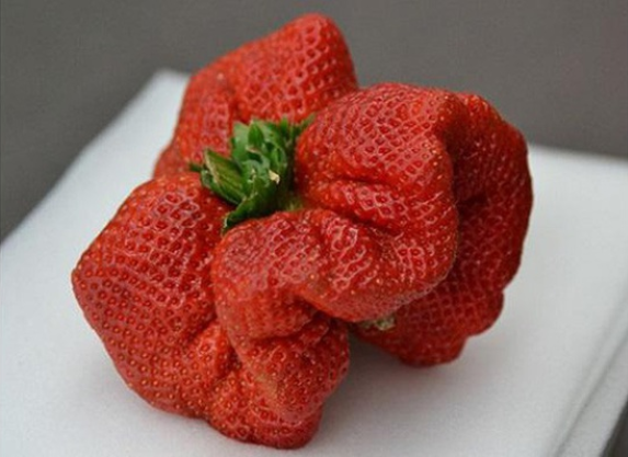 dâu quạt với hình thù lạ lẫm 