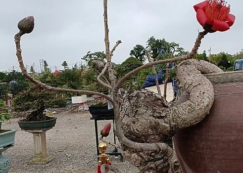 Ông Hòa cho rằng, 50 năm sau, 100 năm sau cũng không có cây gạo thứ hai. 