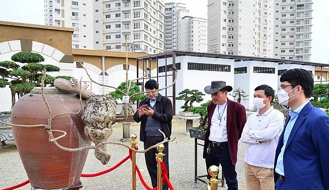 Cây gạo độc lạ khiến nhiều người kinh ngạc khi xuất hiện tại một triển lãm sinh vật cảnh.