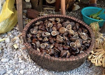 Người thuần hoá thành công loài ốc hoang dã chỉ ăn lá cây thuốc nam