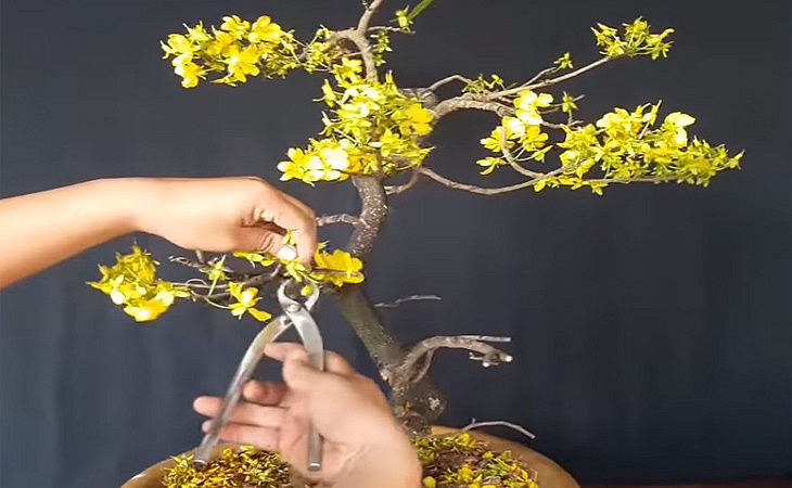 Cách chăm sóc cây mai vàng sau Tết để 12 tháng sau nở hoa vỡ chậu