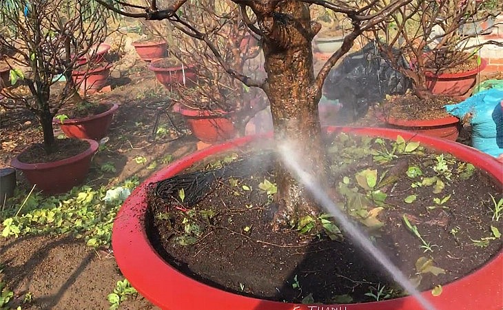 Cách chăm sóc cây mai vàng sau Tết để 12 tháng sau nở hoa vỡ chậu