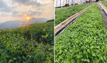 Trồng cây cho củ to bằng cổ tay, nhổ lên bán 200 nghìn đồng/kg lợi gấp 20 lần trồng lúa