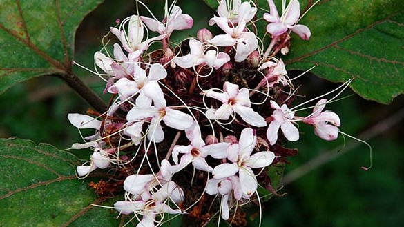 Bạch đồng nữ - Thảo dược quý của phụ nữ