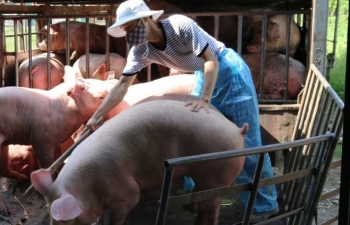 Giá heo hơi hôm nay 24/1 chưa vượt mốc 54.000 đồng/kg, ba miền ổn định