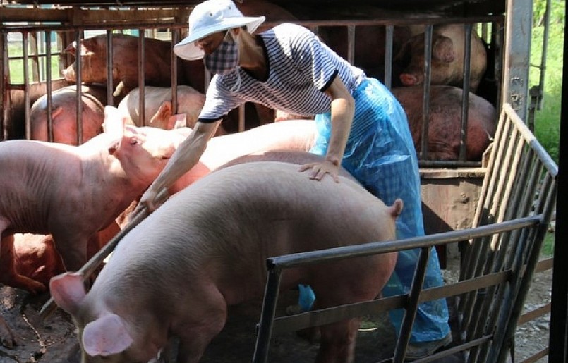 Giá heo hơi hôm nay (24/1) tiếp tục duy trì trạng thái đi ngang trong 3 ngày Tết khi giao dịch quanh mức 51.000 đến 54.000 đồng/kg. 