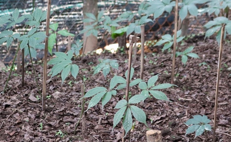 Việc khuyến khích người dân trồng cây dược liệu được đẩy mạnh. Việc khuyến khích người dân trồng cây dược liệu được đẩy mạnh.