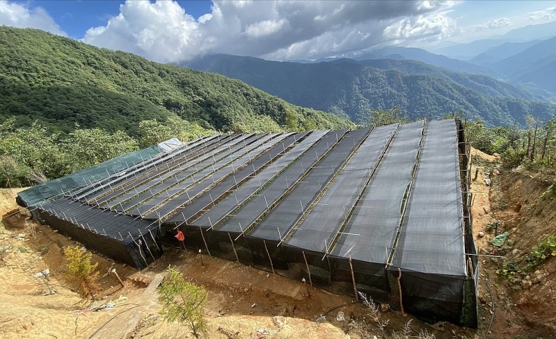 Có hàng trăm vườn ươm cây dược liệu sâm Lai Châu của các cá nhân, hộ gia đình trên địa bàn tỉnh Lai Châu. Có hàng trăm vườn ươm cây dược liệu sâm Lai Châu của các cá nhân, hộ gia đình trên địa bàn tỉnh Lai Châu.