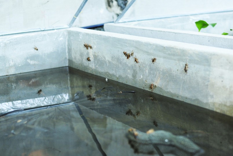 Thức ăn của cà cuống là các bọ, dế