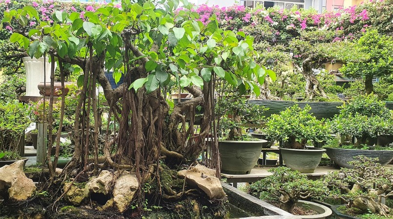 Cây xanh đẹp, lạ thể hiện đẳng cấp bonsai.