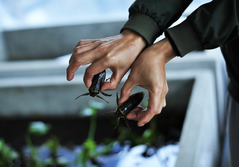 Nhận biết con đực và cái (bùng vàng là con cái)