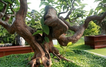 Siêu dị ổi cổ dáng 'Lưu Gù' đại gia đá quý giữ như báu vật, tiền tỷ cũng không màng