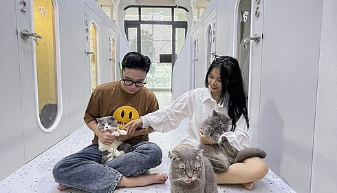 Những chủ nhân dành cho những chú mèo cảnh rất nhiều tình cảm. Những chủ nhân dành cho những chú mèo cảnh rất nhiều tình cảm.