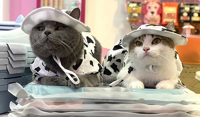 Nhiều người tìm thấy niềm vui trong cuộc sống từ nuôi mèo cảnh. Nhiều người tìm thấy niềm vui trong cuộc sống từ nuôi mèo cảnh.