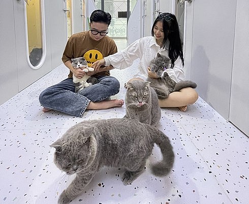 Mèo cảnh được trang bị những phụ kiện đắt tiền, ăn đồ ngoại nhập và ở trong khách sạn dành cho thú cưng. Mèo cảnh được trang bị những phụ kiện đắt tiền, ăn đồ ngoại nhập và ở trong khách sạn dành cho thú cưng.