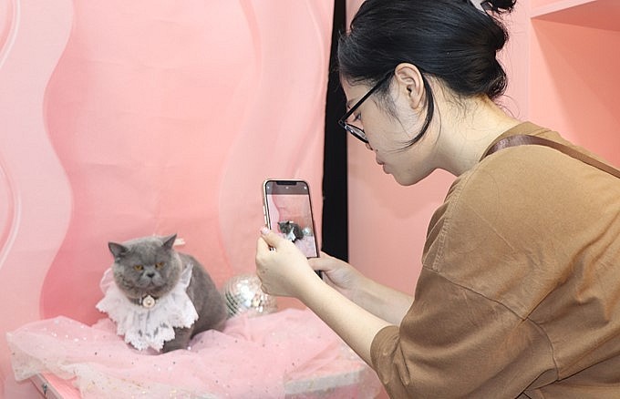 Thú chơi mèo cảnh thu hút nhiều bạn trẻ dù tốn kém. Thú chơi mèo cảnh thu hút nhiều bạn trẻ dù tốn kém.