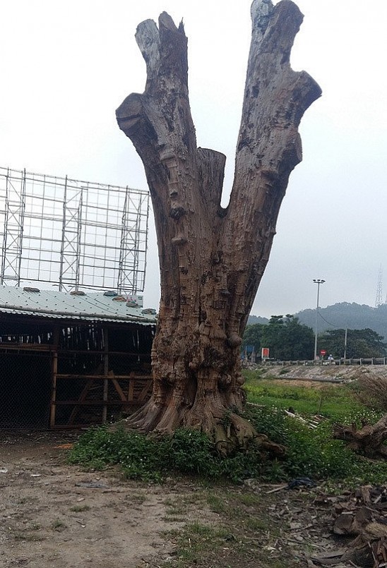 Sửng sốt trước cây nu hương đỏ toàn thân u cục, được coi là “báu vật” ngàn năm, đại gia trả 1 triệu USD chủ nhân vẫn lắc đầu