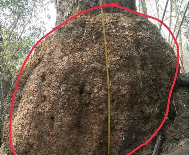 Sửng sốt trước cây nu hương đỏ toàn thân u cục, được coi là “báu vật” ngàn năm, đại gia trả 1 triệu USD chủ nhân vẫn lắc đầu