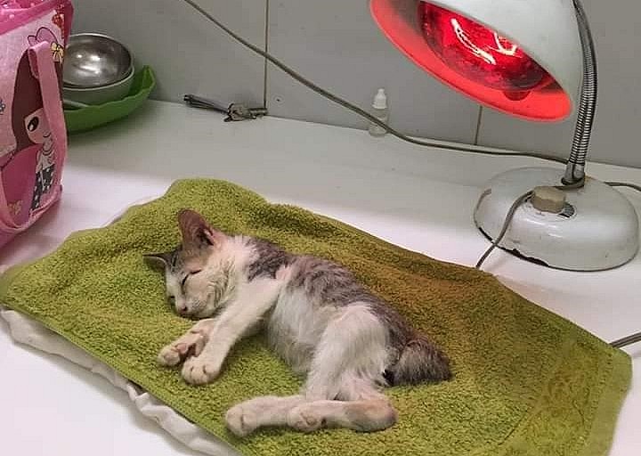 Những chú mèo ốm được chăm sóc đặc biệt.