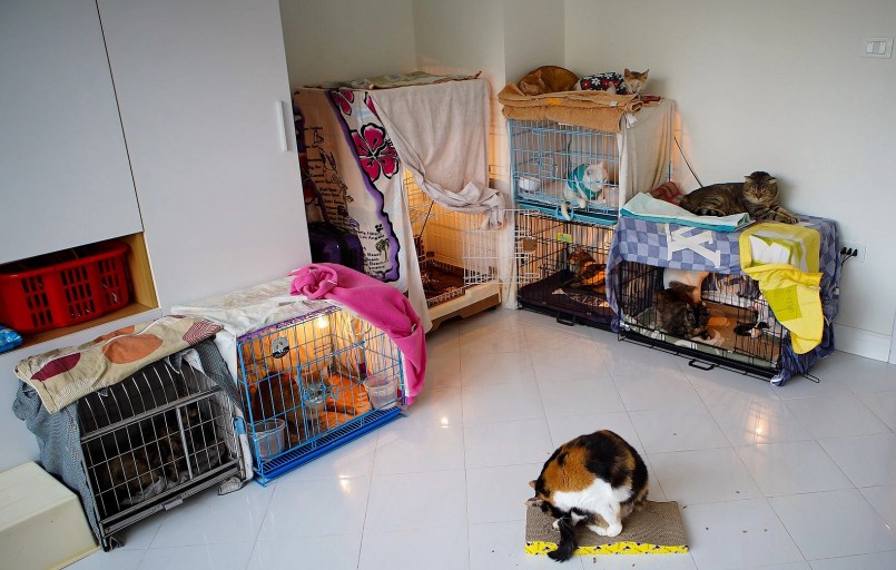 Nhờ tình thương của cô Hải, nhiều con mèo hoang bị bỏ rơi đã được cứu sống và nuôi lớn.