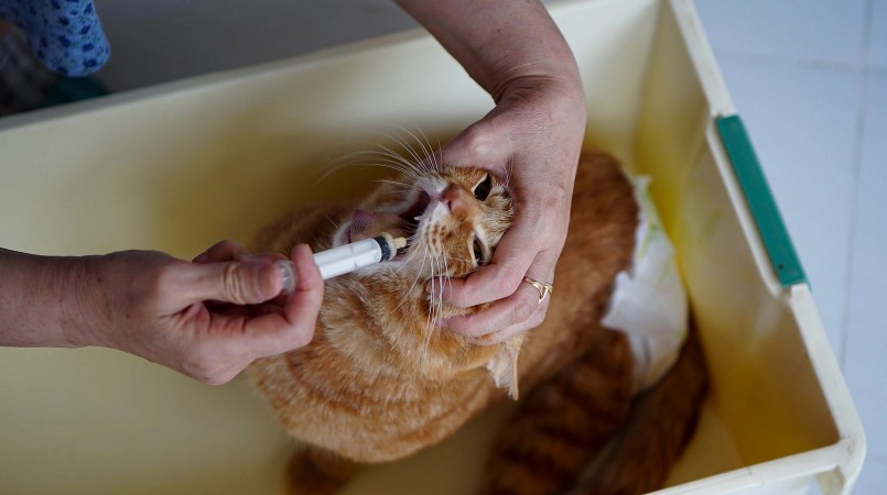 Những con mèo ốm được chăm sóc cẩn thận.