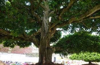 Bộ tứ nguyệt quế siêu khủng độc đáo cỡ nào mà có giá gần chục tỷ