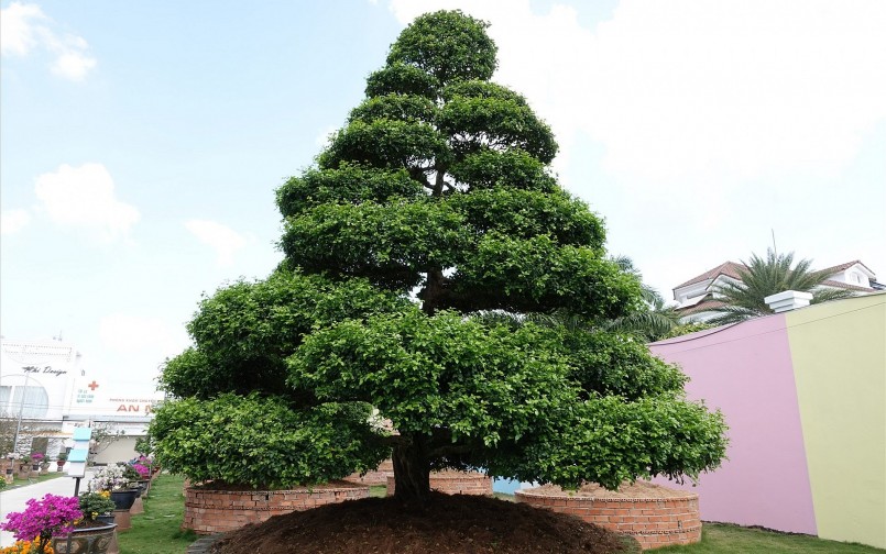 Từ bộ rễ đến thân đều có độ vặn, xoắn đây là những yếu tố tác động của thời gian. Phải mất nhiều năm mới tạo ra được một tác phẩm nguyệt quế siêu khủng và đẹp như vậy.