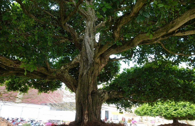 Bộ tứ nguyệt quế siêu khủng. Mỗi cây đều cao 7m, bề hoành gốc 1,2 m. Cây có dáng thông, được uốn theo lối tứ diện, trong đó có 2 cây 27 mâm và 2 cây 29 mâm.