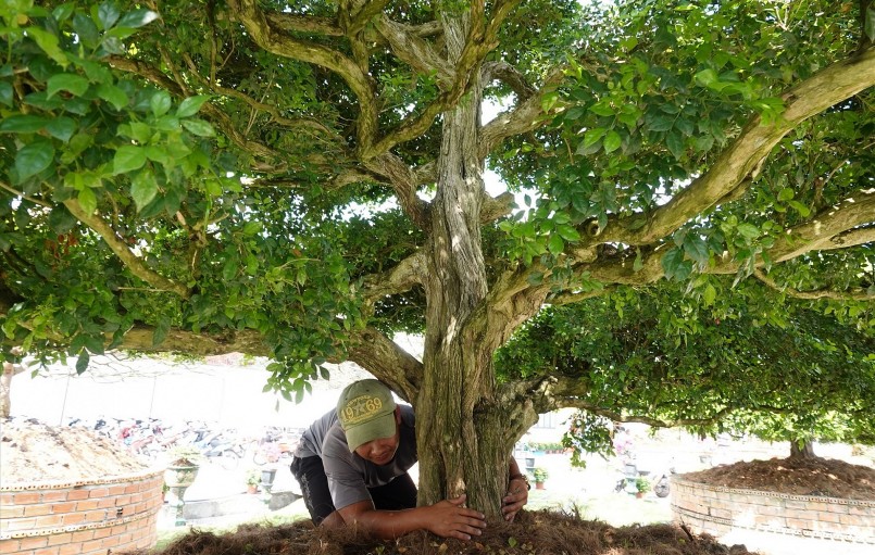 Cây nguyệt quế được người miền Tây ưa thích trồng làm cảnh trong vườn nhà vì cây dáng đẹp, hoa có mùi thơm dễ chịu. Và trên hết, cây là biểu tượng cho người quân tử, cho sự thành công, chiến thắng.