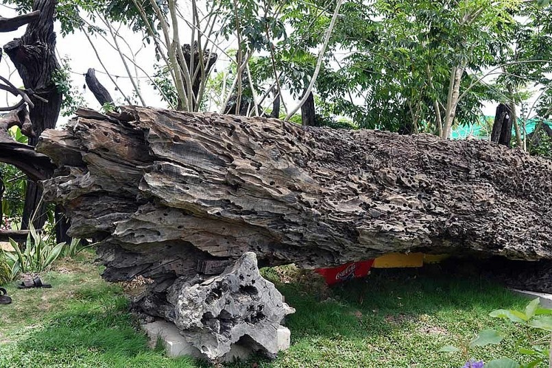 Những gốc gỗ lũa nằm dưới lòng sông Tiền cả trăm năm