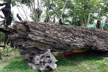 Chiêm ngưỡng những “báu vật” vớt lên từ đáy sông của đại gia miền Tây