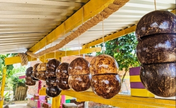 Bắt được loài ong lạ cực trung thành, tưởng nuôi chơi ai ngờ thu tiền tỷ