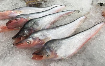 Loài cá nhiều chuyện sứt môi, xưa ít người ăn nay thành đặc sản nấu món gì cũng ngon