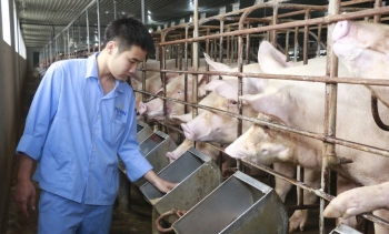 Giá heo hơi hôm nay (25/1): Chững lại trong dịp Tết, giá cao nhất 54.000 đồng/kg