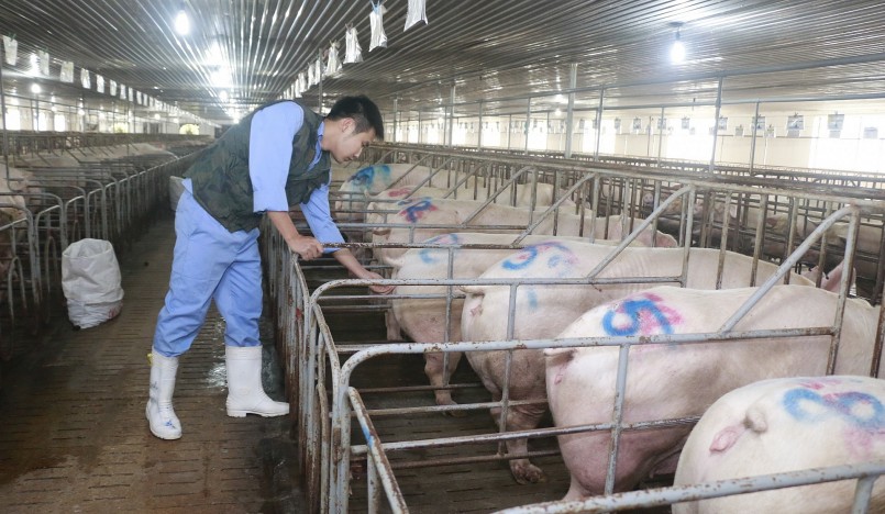 Giá heo hơi hôm nay tại miền Bắc dao động trong khoảng 51.000 - 53.000 đồng/kg.