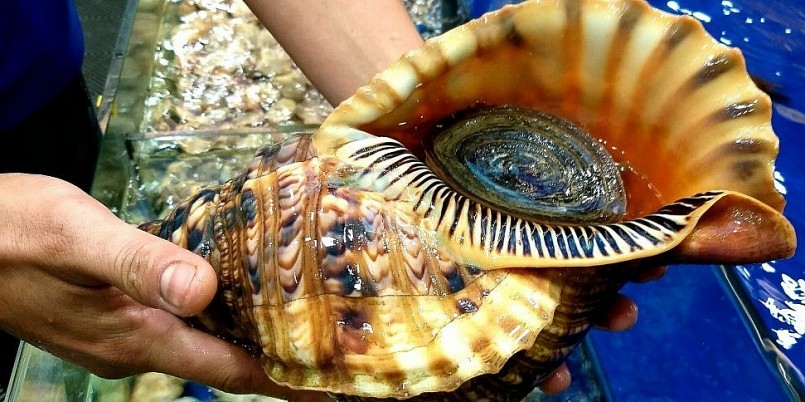 Ốc hoàng hậu khổng lồ luôn được săn lùng giá vài triệu đồng mỗi con.