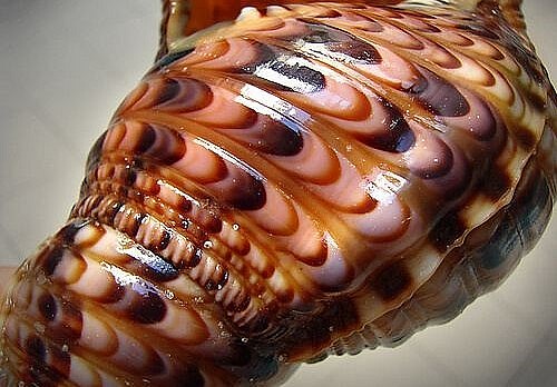 Ốc hoàng hậu không chỉ có chất lượng đặc biệt, vỏ của nó cũng rất đẹp và được nhiều người sưu tầm. 