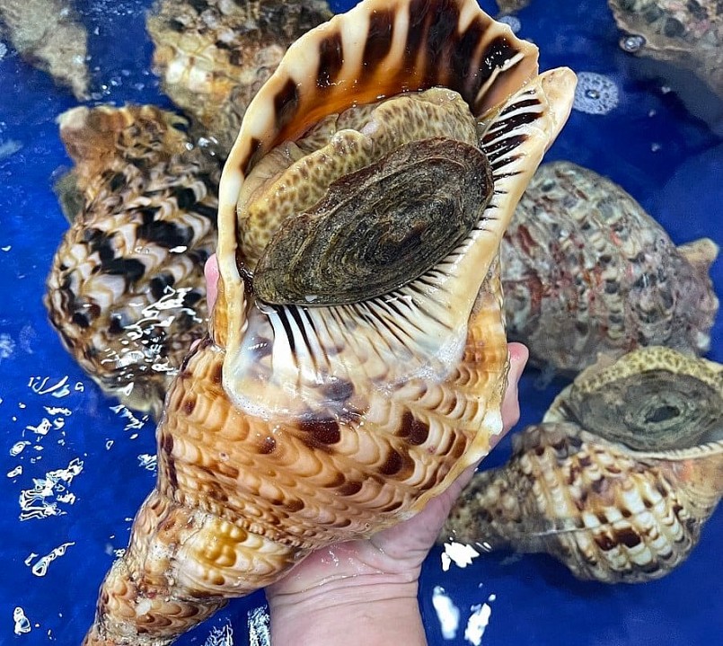 Ốc hoàng hậu là đặc sản hiếm, dù giá đắt đỏ nhưng không dễ mua.