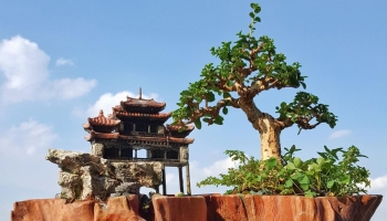 Nghề tạo dáng bonsai đổ mồ hôi trên cánh đồng nghệ thuật, biến thứ vô dụng thành tiền