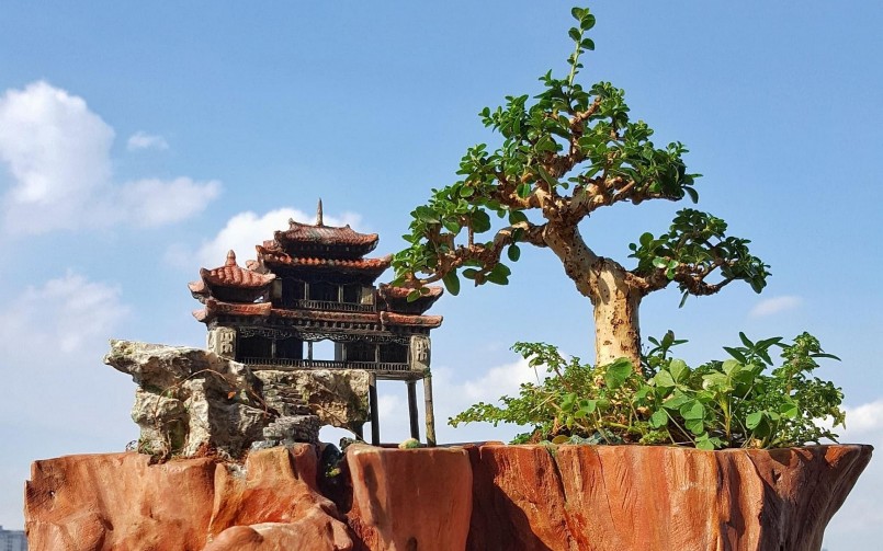 Nghề sáng tạo bonsai được nhiều người lựa chọn để thỏa mãn đam mê.