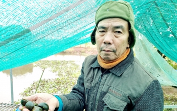 Gặp triệu phú ốc nhồi vùng chiêm trũng, lộ bí quyết bán ốc quanh năm