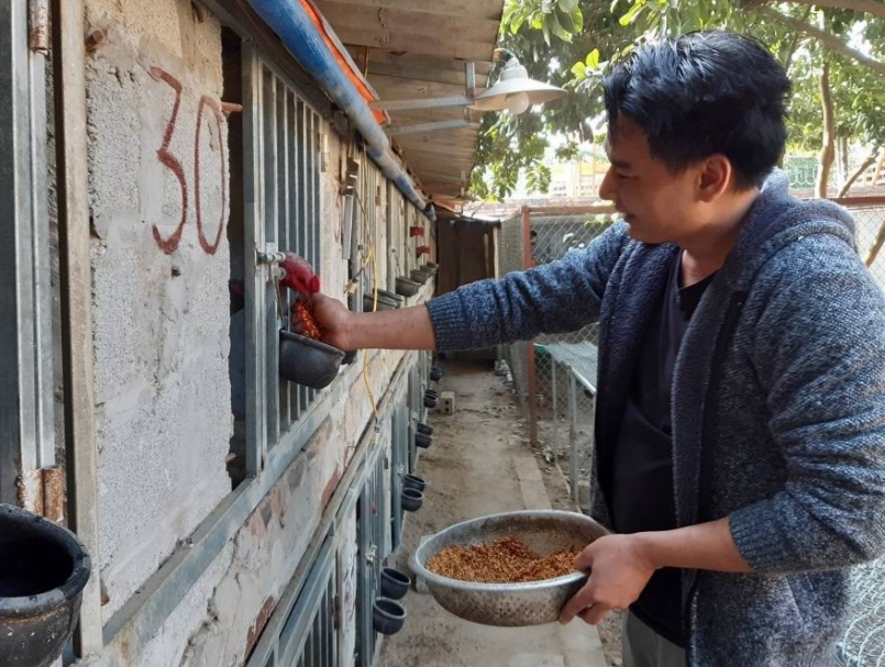 Gà chọi được nuôi bằng thóc đãi sạch trộn men tiêu hóa và cho ăn thêm các loại mồi tươi