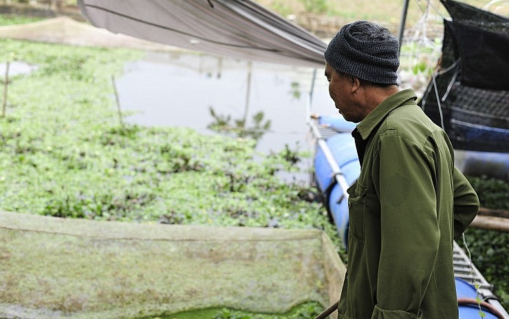 Vụ ốc nhồi đầu tiên thất bại, ông Thiệp đã kiên trì và tìm ra bí quyết nuôi ốc phát triển quanh năm.