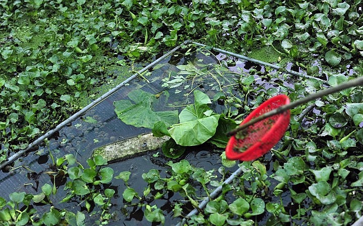 Khu ao nuôi cá không hiệu quả được ông Thiệp chuyển đổi sang trại nuôi ốc nhồi.