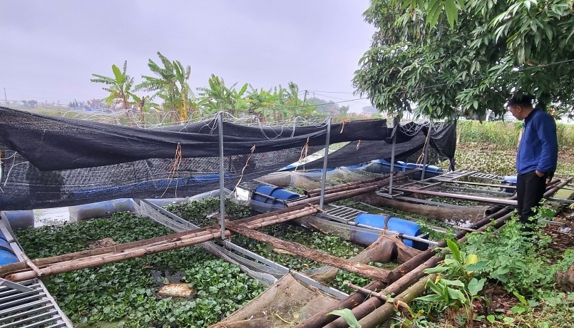 Trại nuôi ốc nhồi của ông Thiệp được đầu tư khá bài bản từng khu nuôi.