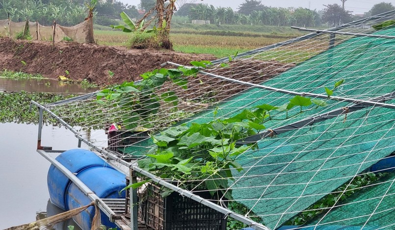 Sau khi kết thúc mùa Đông, các trại nuôi ốc bắt đầu xuống giống nhu cầu ốc giống sẽ tăng cao. Nếu giữ được ốc giống qua mùa đông sẽ thắng lớn.